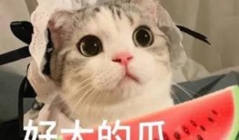 娱乐吃瓜君七七猫咪,娱乐吃瓜君的萌宠日常