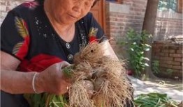 东北农嫂爆料视频大全,揭秘农村生活真实面貌