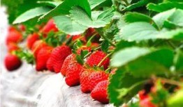 草莓 精彩爆料视频,精彩爆料视频幕后故事大公开